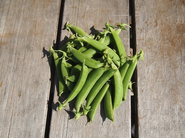 プランターでスナップエンドウを育てよう | プランターで野菜をつくってみよう！